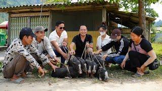 Harvesting the pig, brought piglets to the market to sell! everybody dispute each other to buy