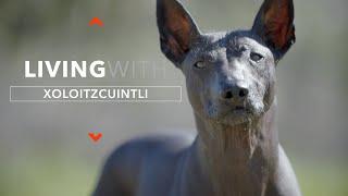 ALL ABOUT LIVING WITH XOLOITZCUINTLI