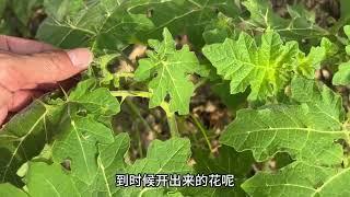 马路边不起眼的“止痛草”，它的叶片长满了倒刺，用途却特别强大