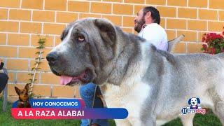 HeralDog | ALABAI o Perro pastor de Asia Central | Germán Salgado | CASA SALGADO | Perros Premier