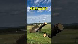 如何救活一棵倒下的大樹? #趣聞 #趣味科普