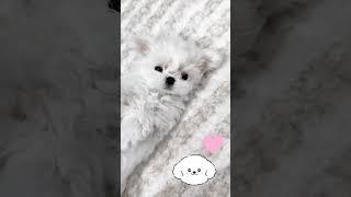 #funnypetvideos #pet #cutedog #dogs #shorts #dogshorts #dogs #doglovers #doglife #dog #petchannel