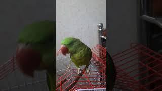 Aapke paas tameez ka number hai kya? Badshah  #shorts #viral #parrot