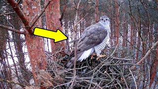 Ястреб забрал Голубя! Нашел его Гнездо! The Hawk took the Pigeon! Found his Nest!