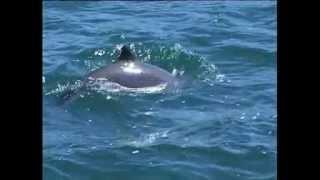 Harbour Porpoise Species Identification