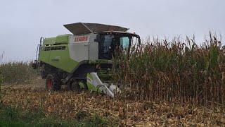 Claas Lexion 670TT am Mais Dreschen | Körnermais ernte 2024|