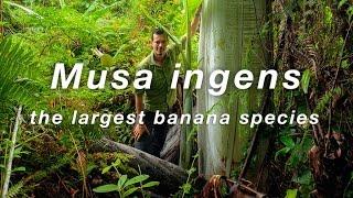 World's largest banana species Musa Ingens (giant banana) filmed in Indonesian New Guinea