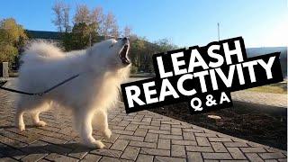 Leash Reactivity Q&A: Tips for Off-Leash Dogs & Food Motivation