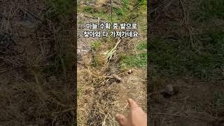 마늘 수확 중 밭으로 찾아와서 다 가져가네요.