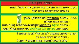 ביומסה, דלק ביולוגי, ביו-אנרגיה: בת-קיימא ומתחדש (?) מצמחים ושרפת פסולת. גרסה בינונית באורכה. ג"ג