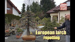 Repotting large bonsai -Larix decidua step by step