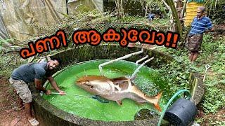 ചത്തുപോകാതെ കിട്ടിയാൽ ഭാഗ്യം!!! | GIANT red tail cat fish in backyard pond