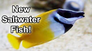 New Saltwater Fish