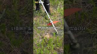 올해벌초 2000원으로 끝!#shorts#예초기날#예초기#
