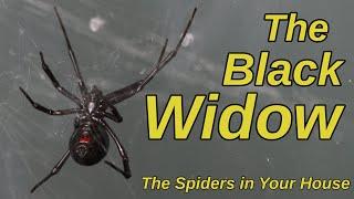 The Black Widow - The Spiders in Your House