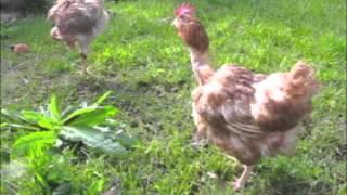 Ex Battery Hens First Moments of Freedom