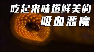 5种恐怖吸血生物盘点 | 让人类闻风丧胆的“史前恶魔”【科普任意门】