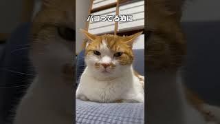 猫あるあるソング「これどうゆうこと？」#もしぬこの猫あるあるサロン #オリジナル曲 #猫のいる暮らし