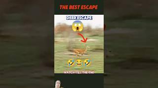Epic Escapes: Predator vs. Prey Showdown! 