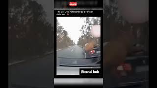 This car was ambushed by a flock |ETERNAL HUB | #shorts #eternalhub #science #science