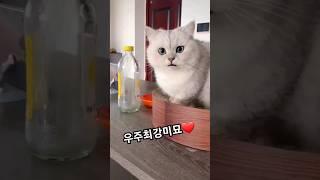 너 왜이리 이쁜거냥 #이쁜고양이 #미묘 #미묘냥 #고양이애교 #cutecat