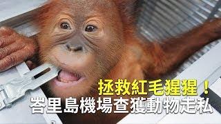 拯救紅毛猩猩！峇里島機場查獲動物走私【大千世界】印尼偷渡