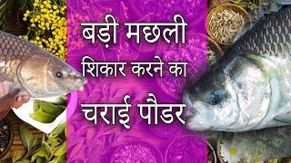 बड़ी मछली शिकार करने का चराई पौडर Amazing Kaali Charaai Powder For Rohu Catla #Fishing Hindi Video