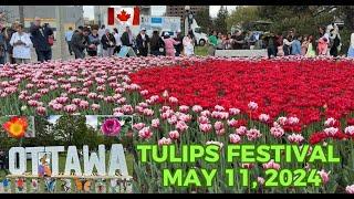 TULIPS FESTIVAL OTTAWA 2024. IT'S GOING TO BE BLOOMING FANTASTIC. FIELDS OF VIBRANT TULIPS.... 4K/HD