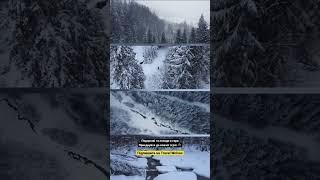 Походи в гори з вовчим характером. Підпишися #гори #карпати