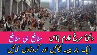 Desi Murgh Farm House | Aftab Mughal Activities