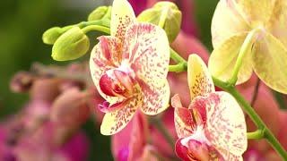 Westerlay Orchids fundraiser will help Carpinteria schools