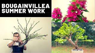 Bougainvillea Bonsai Summer Work | The Bonsai Supply