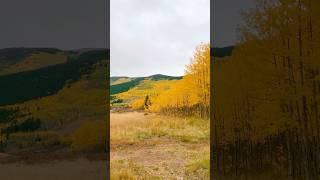 Epic Colorado Fall Colors 2024 #coloradolandscapes #fallcolors