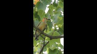 The Best Tips for Central Park Birding with NYC Audubon