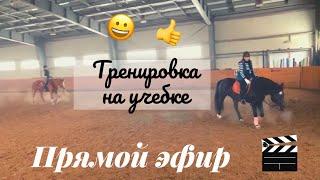 ТРЕНИРОВКА НА УЧЕБНЫХ ЛОШАДЯХ  01.02.2020