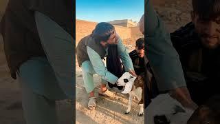 از بچیش کده پدرش بدبخت است #afghani #funny #afghanhakoomat #comedy #mira #afganishtan