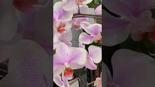 Phal. Amsterdam біло-рожева красунямагазин Exotic Flora на каналі @Liudmylaorchids_UA