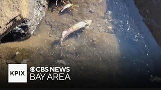 Santa Cruz Harbor works to clean up thousands of dead anchovies