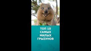 Топ 10 самых милых грызунов #шортс #грызуны #домашниеживотные #интересное #топ10 #shorts #комарик