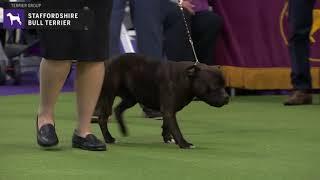 Staffordshire Bull Terrier | Breed Judging 2020