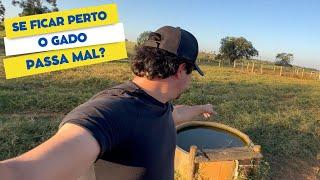 Proteinado pode ficar ao lado do tanque de agua? O Gado passa mal?