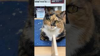 오늘 좀 예뿐데,,? #tortiecats #cat #고양이 #카오스냥 #고양이일상