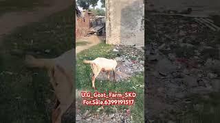 #beautifullgoats #goatfarming #goatfarming u.G_Goat_farm_SKD