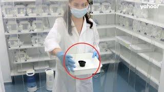 Why genetically modified insects are set to be released in Australia | Yahoo Australia