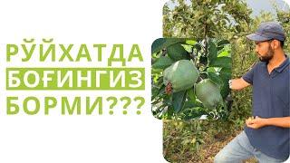 БОҒИНГИЗДА БУ КАСАЛЛИКЛАР КУЗАТИЛДИМИ???