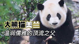 大熊猫美兰 Giant Panda MeiLan 温润儒雅的顶流之父