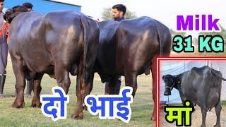 दो भाई HSB की शान - Great Murrah Bull of HSB the son of All time Champion Buffalo Ganga #ganga