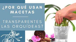 ¿POR QUE USAN MACETAS TRANSPARENTES LAS ORQUÍDEAS?