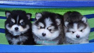 Miniature Pomskies