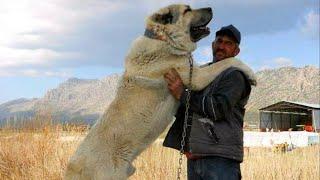 LEGENDARY GIANT DOGS